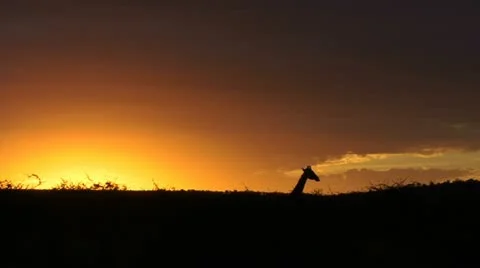 GIRAFFE HEAD AT SUNRISE Video stock 16432205
