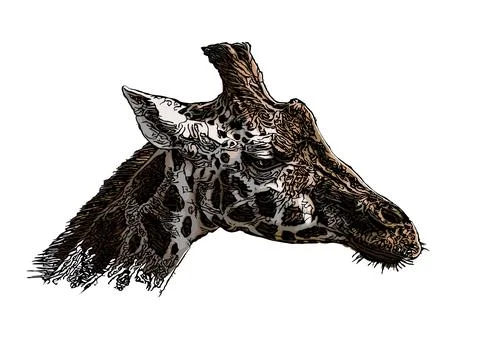 Giraffe head vector illustration Stock Illustration