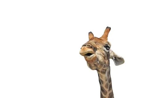 Giraffe head on a white background. Portrait of an animal. Element for design Stock Photos