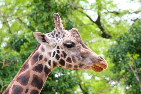 Giraffe head.JPG Stock Photos