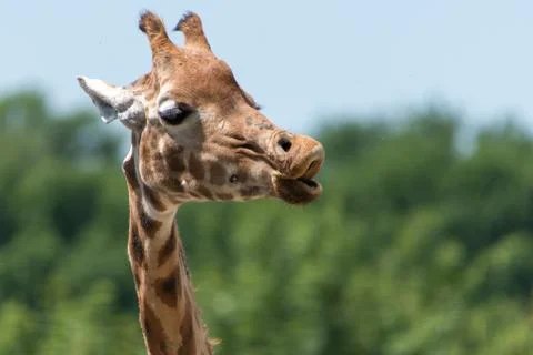 Giraffe headshot, Stock Photos