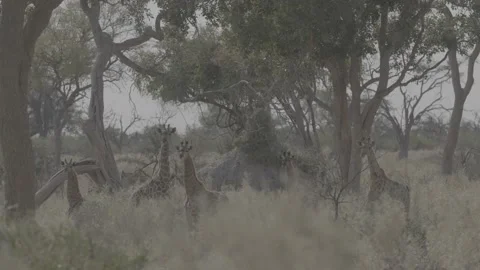 Giraffe herd looking through the trees Stock Footage 131244563