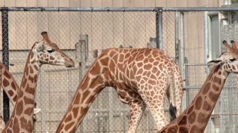 Giraffe Herd Moving and Bending Inside Zoo Enclosure Stock Footage 346012118