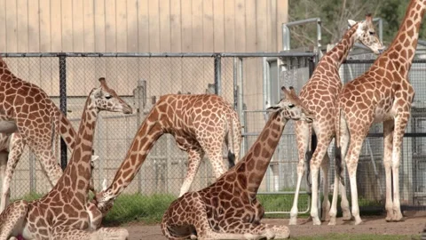 Giraffe Herd Resting and Interacting in Zoo Enclosure Stock Footage 346012103