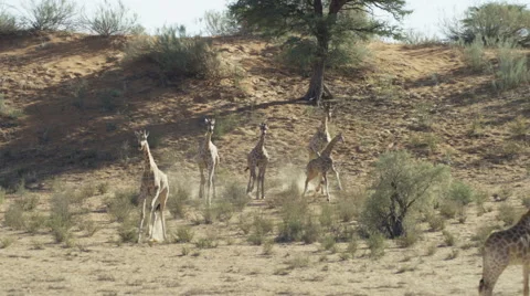 Giraffe - herd running down sand dune toward camera. Africa safari 4K uhd Stock Footage 54718969
