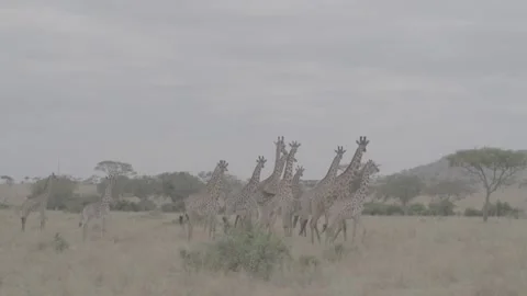 Giraffe herd running tracking shot Stock Footage 131244564