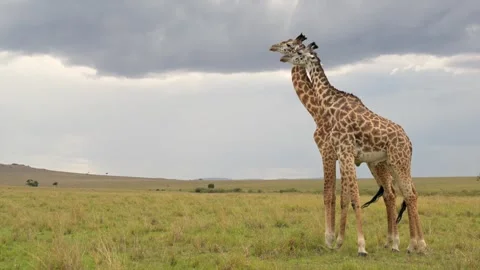 Giraffe Herd Standing in Savannah 4k Telephoto Lens Footage Stock Footage 338259461