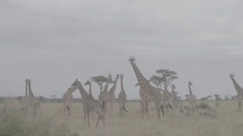 Giraffe herd tracking shot Stock Footage 131244604