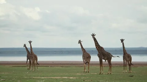 Giraffe herd watching and walking off Stock Footage 11240700