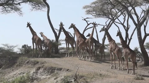 GIRAFFE ON HILL Video stock 48239455