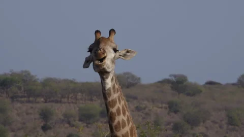 A giraffe holds and chews an old animal bone for nutrition 動画素材 341402316