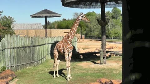 Giraffe I Stock Footage 12700940