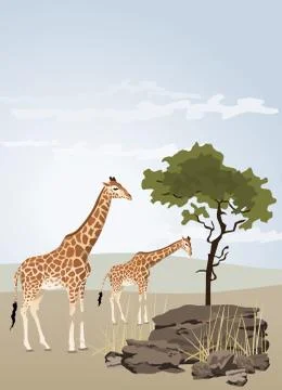 Giraffe Stock Illustration
