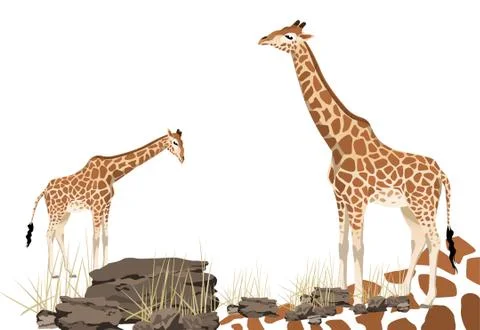 Giraffe Stock Illustration