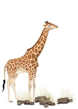 Giraffe Stock Illustration