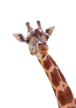 Giraffe Stock Illustration