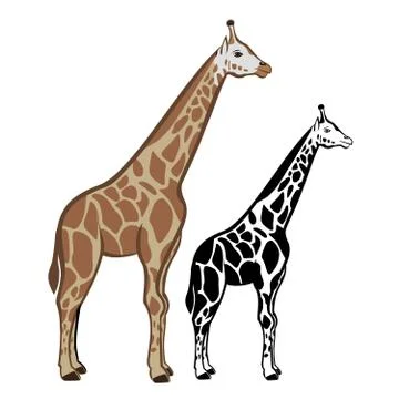 Giraffe Stock Illustration