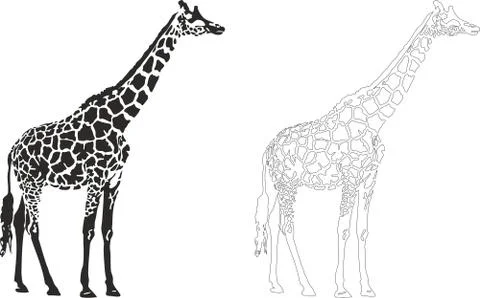 Giraffe Stock Illustration