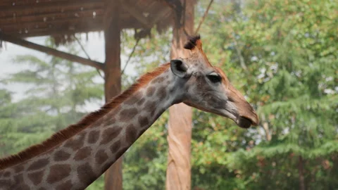 Giraffe image review. Comprehensive evaluation of giraffe image features and Stock Footage 330416412