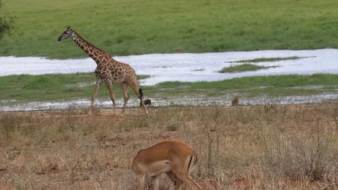Giraffe with Impalas Stock Footage 125424340