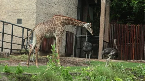 A giraffe interacts with an ostrich in a zoo setting, standing gracefully near a Stock Footage 308197142
