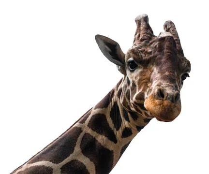 Giraffe isolate on white background with clipping path Stock Photos