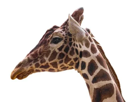 Giraffe isolate on white background with clipping path Stock Photos