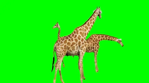 Giraffe isolated on green background screen Stock Footage 332206115