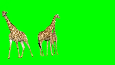 Giraffe isolated on green background screen Stock Footage 332206238