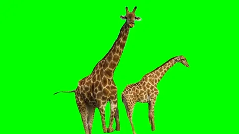 Giraffe isolated on green background screen Stock Footage 332206422