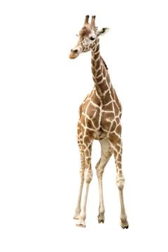 Giraffe isolated over white Stock Photos