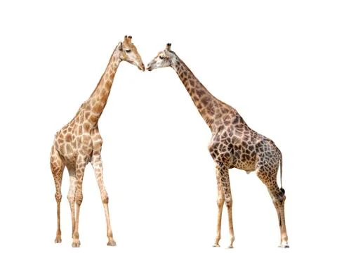 Giraffe isolated Foto stock