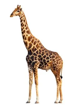 Giraffe isolated Stock Photos