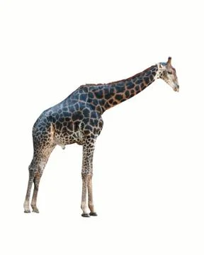 Giraffe isolated . Fotos Stock