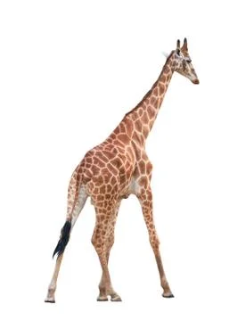 Giraffe isolated Foto stock