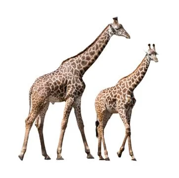 Giraffe Isolated Stock Photos