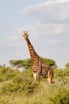Giraffe isolated in Tsavo Stock Photos