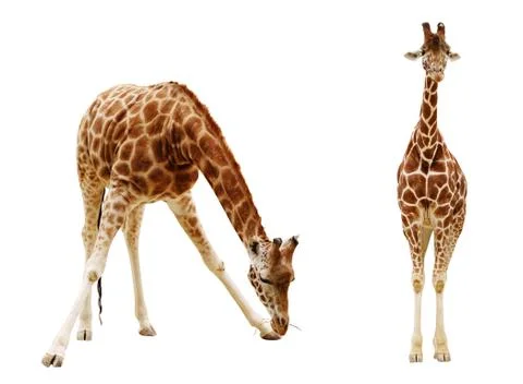 Giraffe isolated on white background  Clipping path included Stock Photos