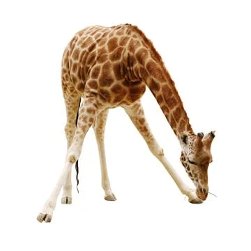 Giraffe isolated on white background  Close up Stock Photos