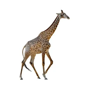 Giraffe isolated on white background ,include clipping path Stock Photos