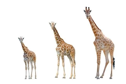 Giraffe  isolated on white background Foto stock
