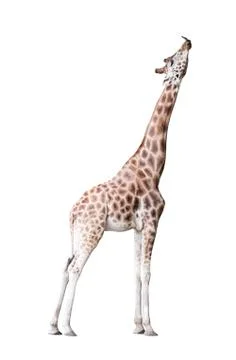 Giraffe isolated on white background Stock-Fotos