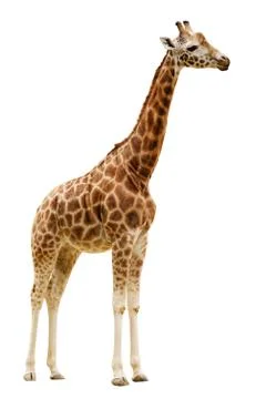 Giraffe isolated on white background. Foto stock