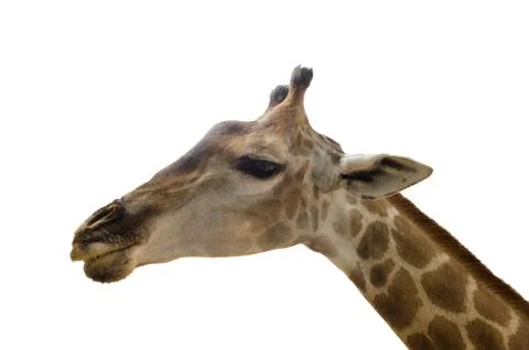 Giraffe isolated on white background. Stock Photos