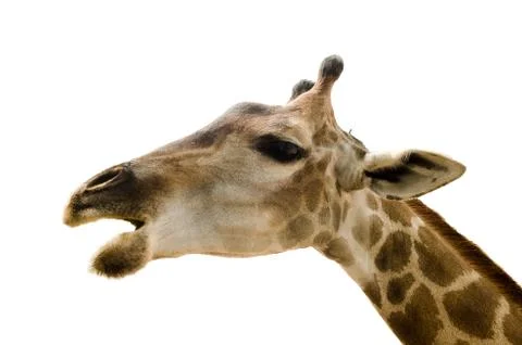 Giraffe isolated on white background. Foto stock