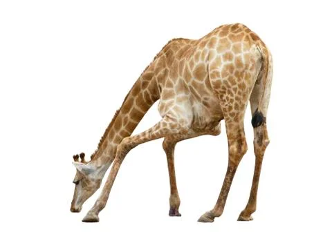 Giraffe isolated on white background Stock Photos