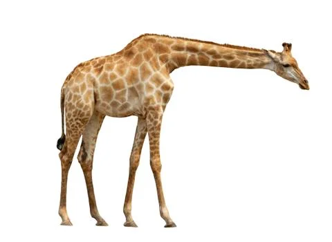 Giraffe isolated on white background Stock Photos