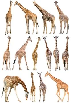 Giraffe isolated on white background Stock Photos