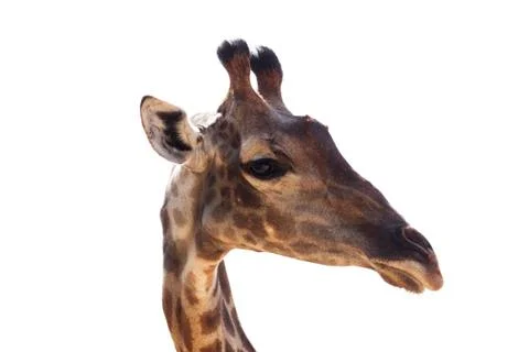 Giraffe isolated on white background Stock Photos
