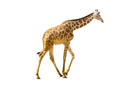 Giraffe isolated on white background. Stock Photos
